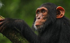6 Days Double Gorilla Tracking and Lake Bunyonyi Trip