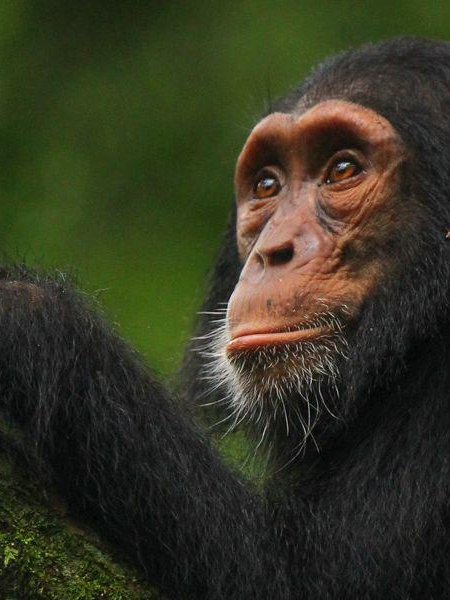 Kibale Forest Chimpanzee Tracking