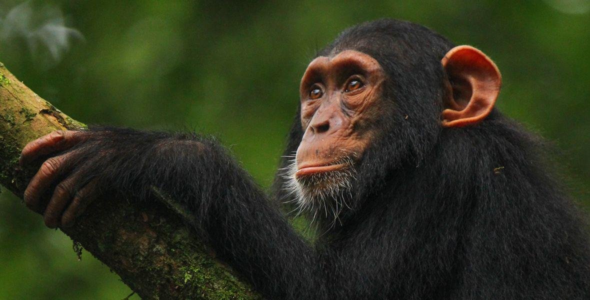 Chimpanzee in Uganda