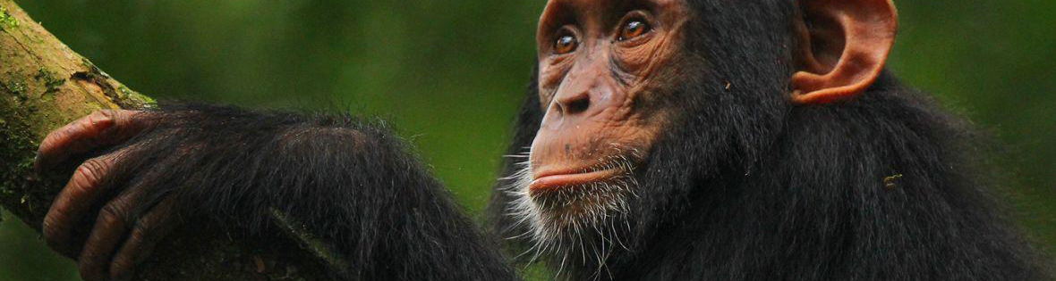 Chimpanzee in Uganda