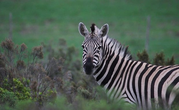 Zebra Legs