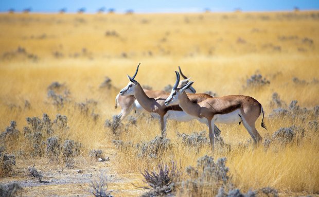 Wildlife Facts - Springbok - Hartenbos Private Game Lodge