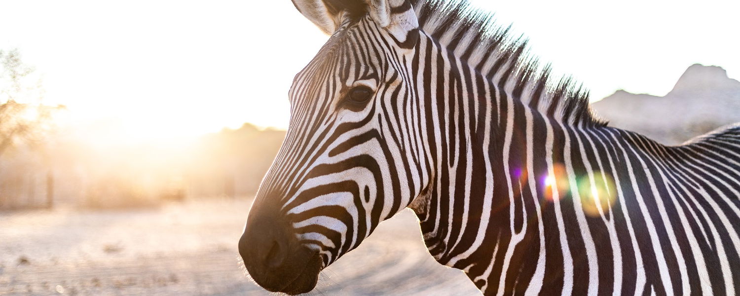 Hartenbos Private Game Lodge