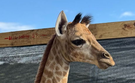 Zuri the Giraffe