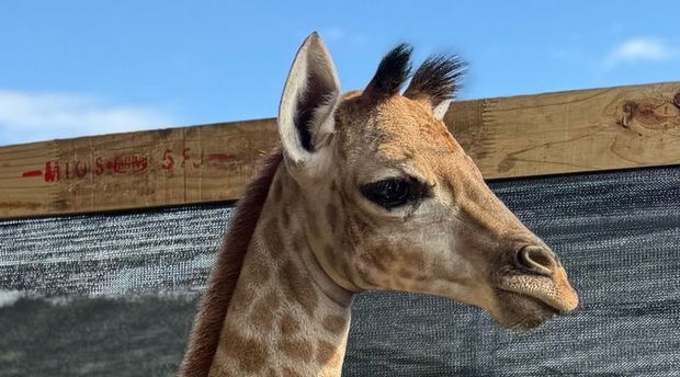Zuri the Giraffe