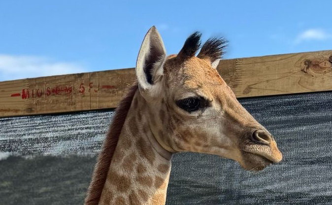 Zuri the Giraffe