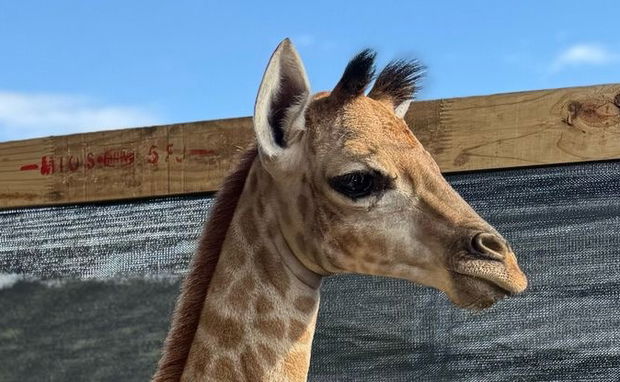 Zuri the Giraffe Zuri the Giraffe