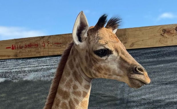 Zuri the Giraffe Zuri the Giraffe