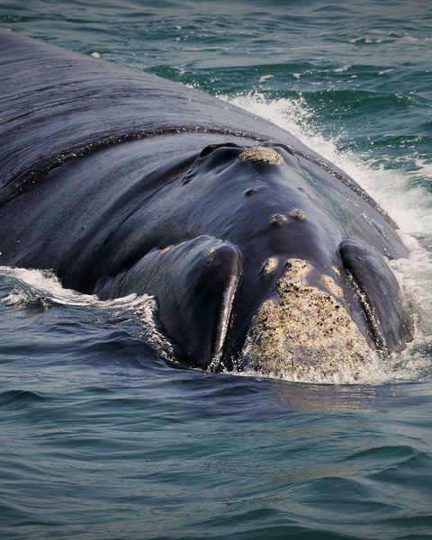 Whale season