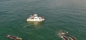 Complimentary boat-based whale watching trip for 2 - value R3900