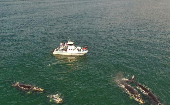 Complimentary boat-based whale watching trip for 2 - value R3900