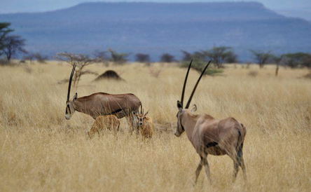 5 Days Awash National Park and The walled city of Harar