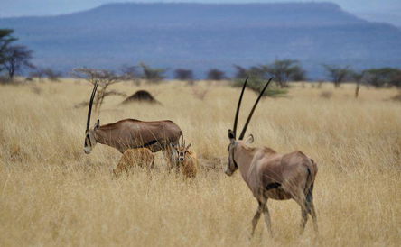5 Days Awash National Park and The walled city of Harar