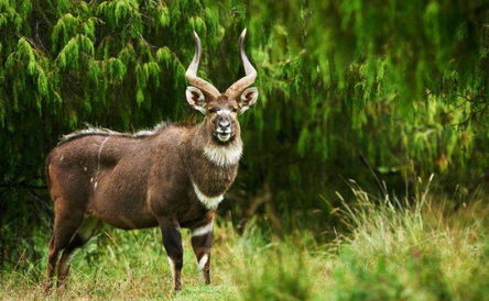 4 Days Bale Mountain National Park and Sof Omar Caves