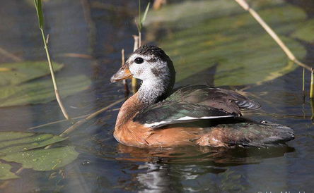 11 Days Bird Watching Tour, Ethiopia