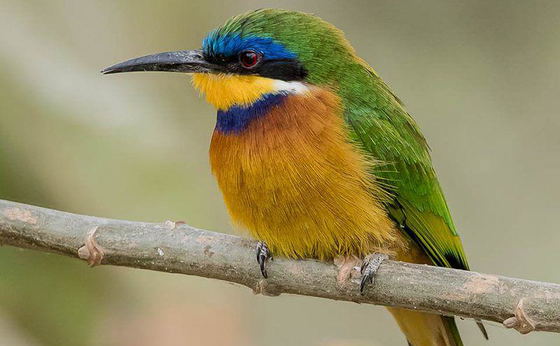  12 Days Bird Watching Tour