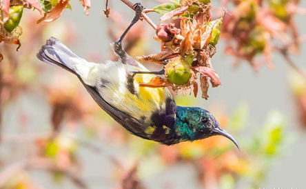 3 Days Bird watching tour in Ethiopia Save