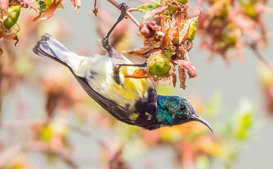 3 Days Bird watching tour in Ethiopia Save