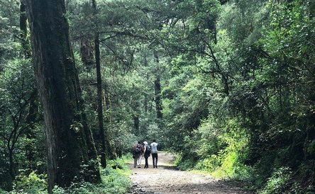 Day trip to Menagesha Forest