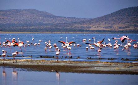 2 Days Visit Ziway, Langano, Abijata and Shalla Lakes