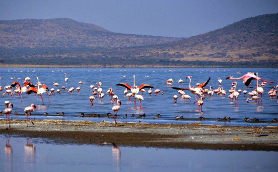 2 Days Visit Ziway, Langano, Abijata and Shalla Lakes