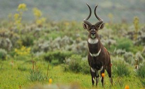 9 Days Dinsho, Bale Mountains National Park