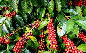 5 Days Discover Organic Coffee in Kaffa, Bonga