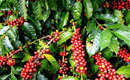 5 Days Discover Organic Coffee in Kaffa, Bonga