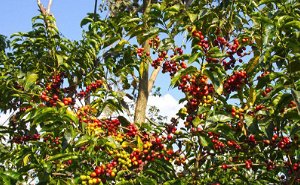 14 Days Discover Organic Coffee at Yirga Cheffe