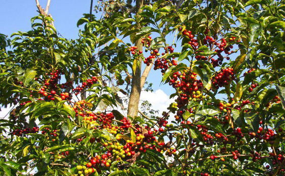 14 Days Discover Organic Coffee at Yirga Cheffe