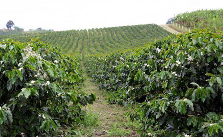 9 Days Coffee Tour