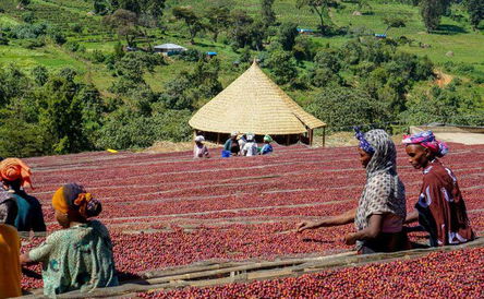 5 Days Yirgacheffe Coffee Tour