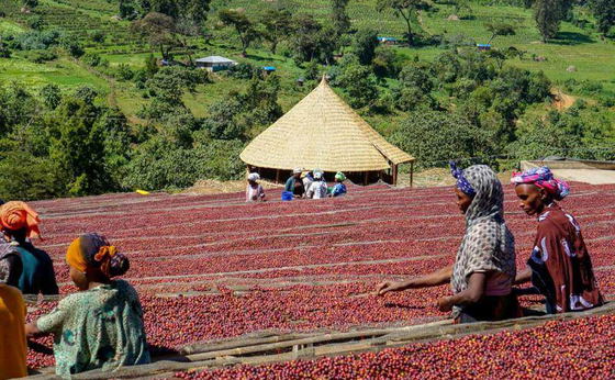 5 Days Yirgacheffe Coffee Tour