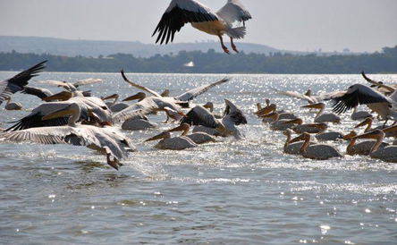 14 Days Ethiopian Birds Tour