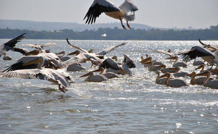 14 Days Ethiopian Birds Tour