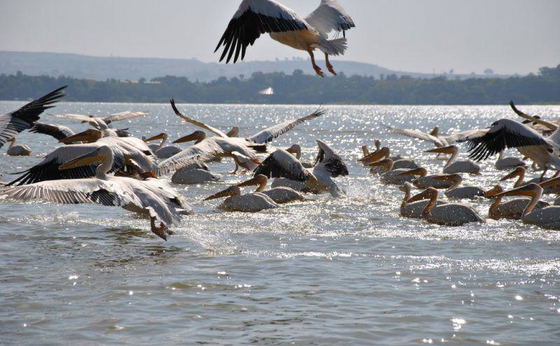14 Days Ethiopian Birds Tour