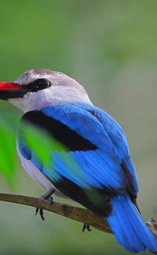 Birding Tours