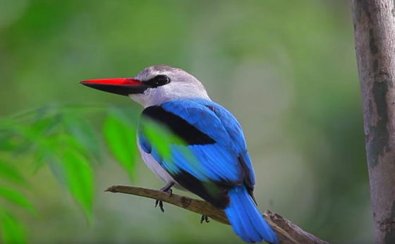 9 Days Debre Libanos and Awash National Park