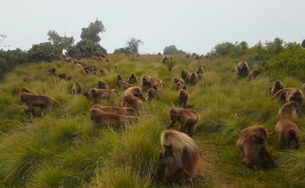 3 Days Semien Mountains Trekking