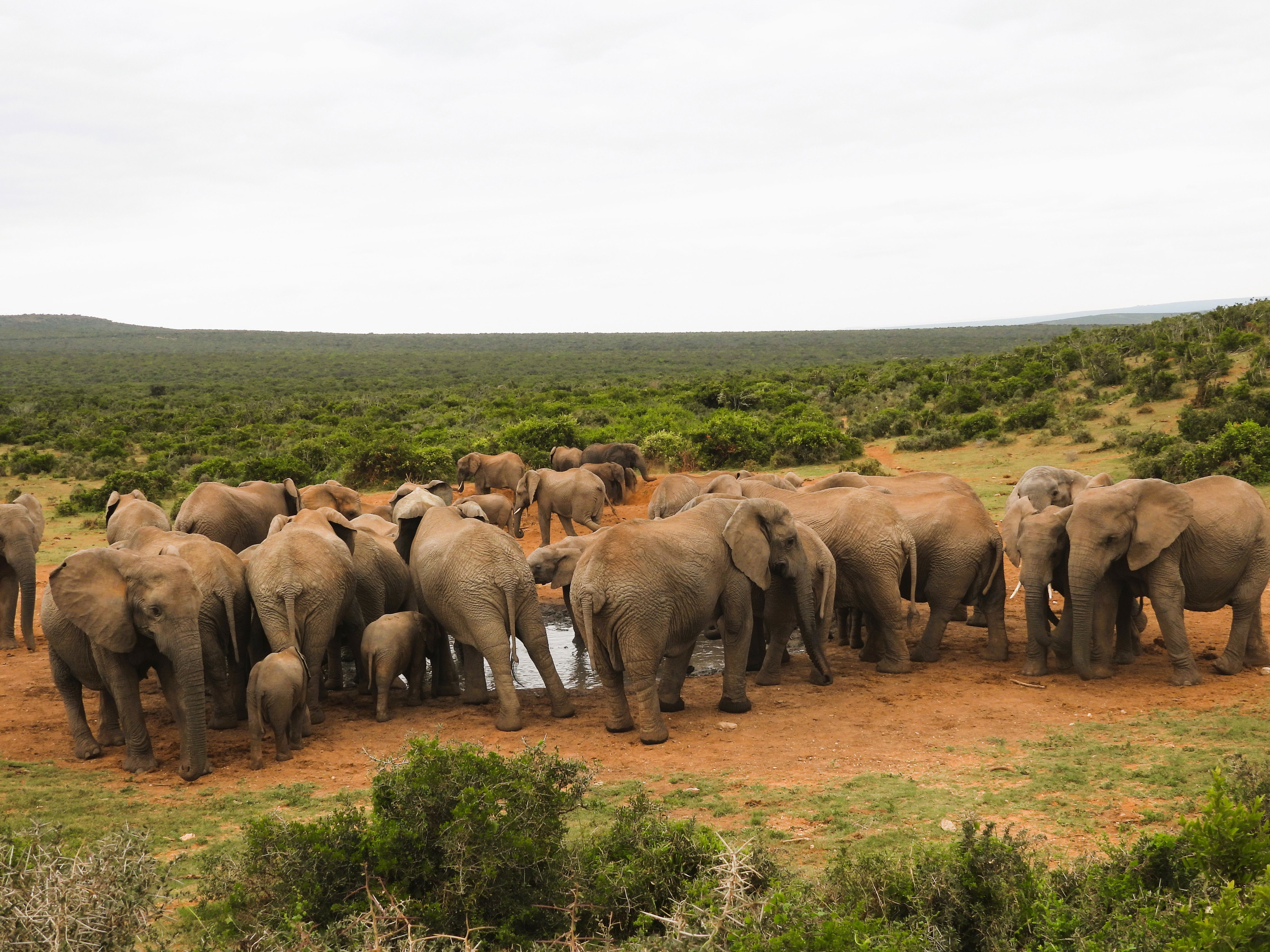 Addo Elephant Park