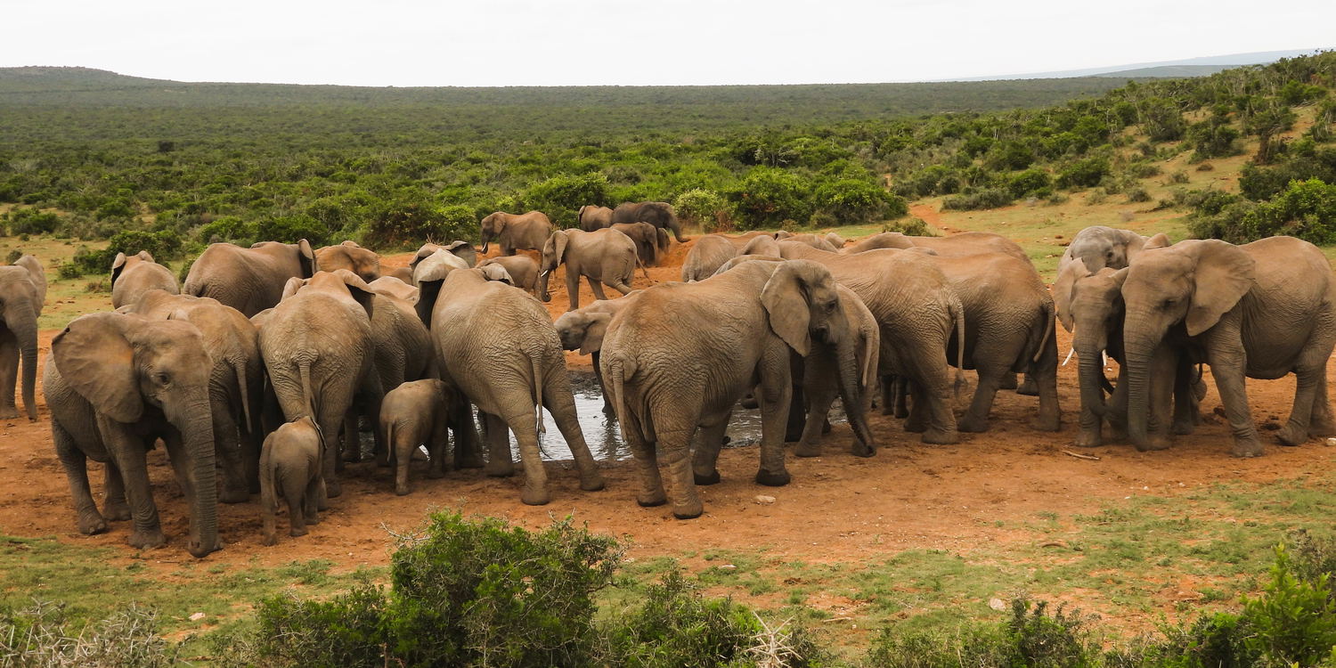 Addo Elephant Park