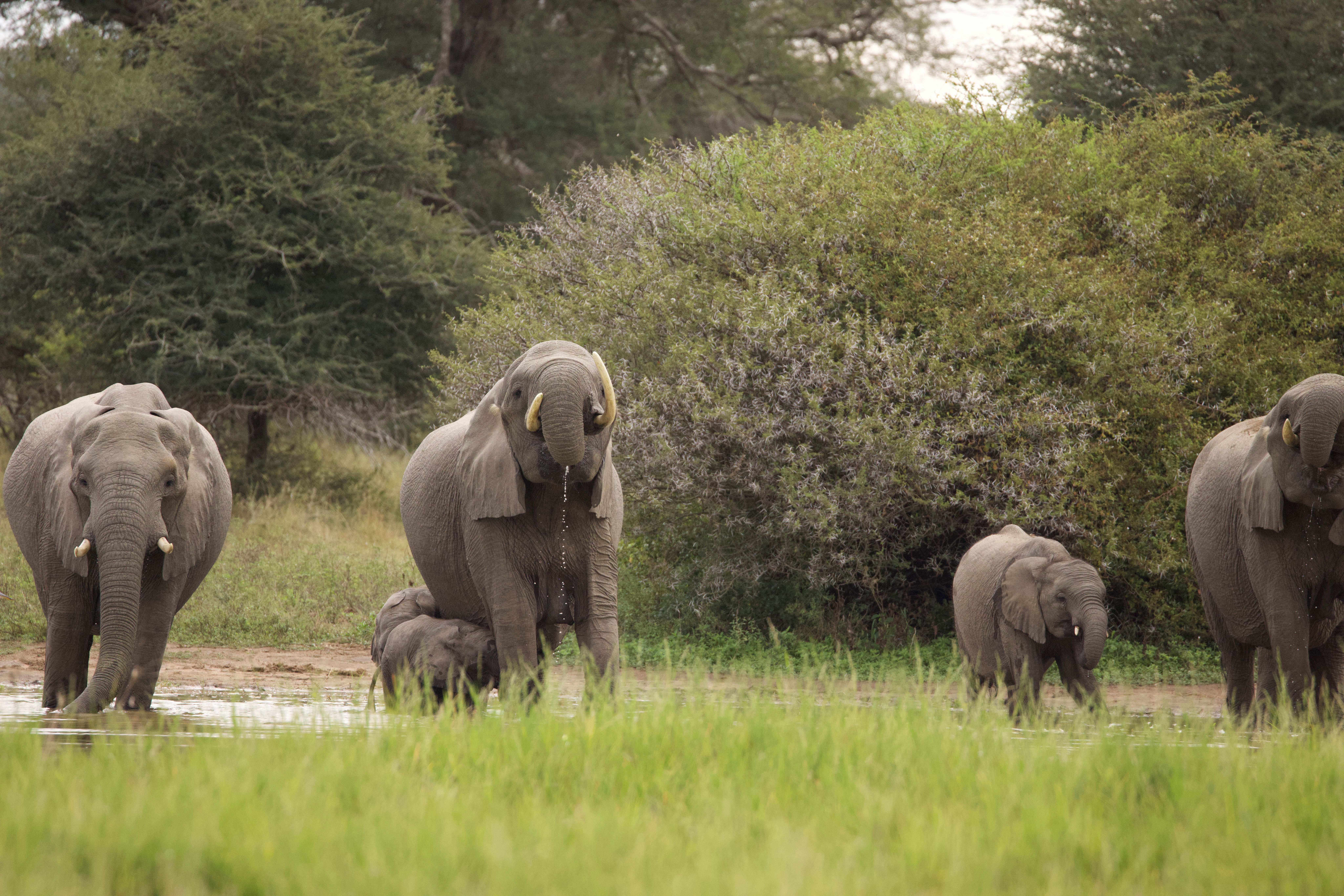 The Ultimate South African Adventure