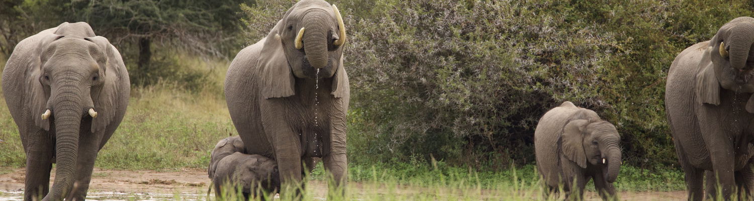 The Ultimate South African Adventure
