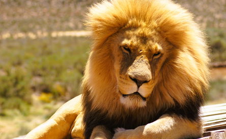 AQUILA GAME RESERVE DAY TOUR