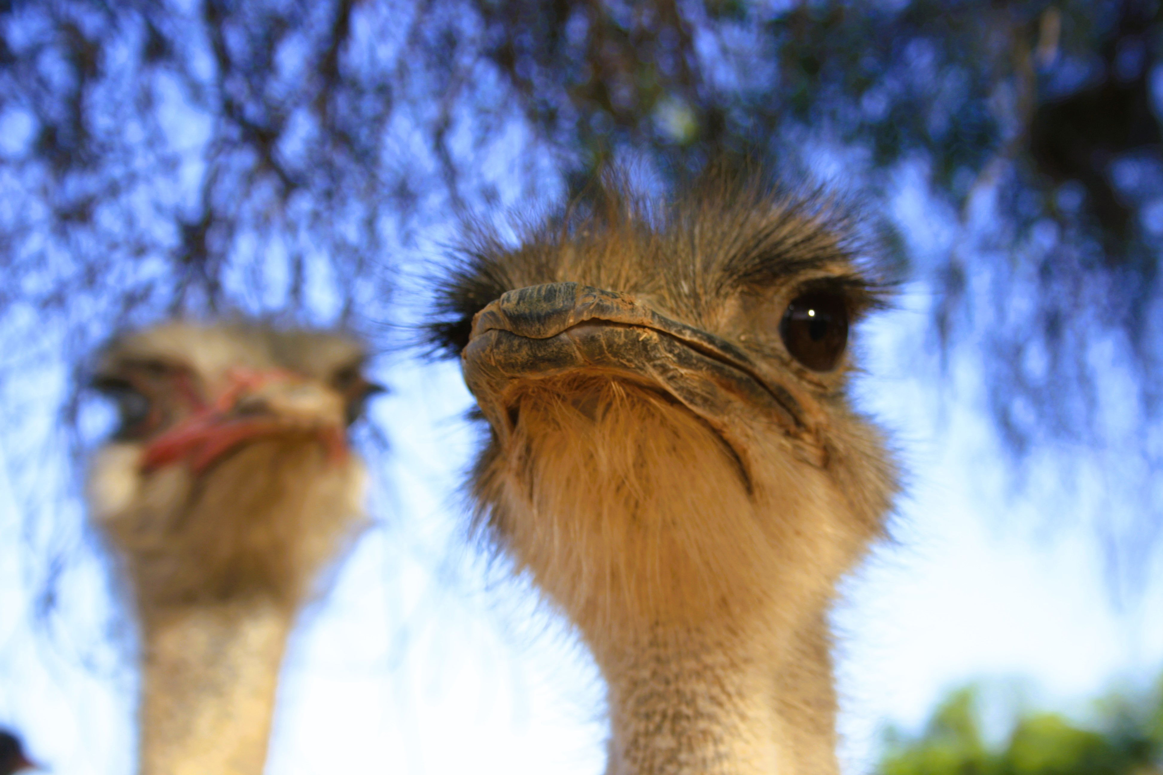 OUDTSHOORN OSTRICH CAPITAL