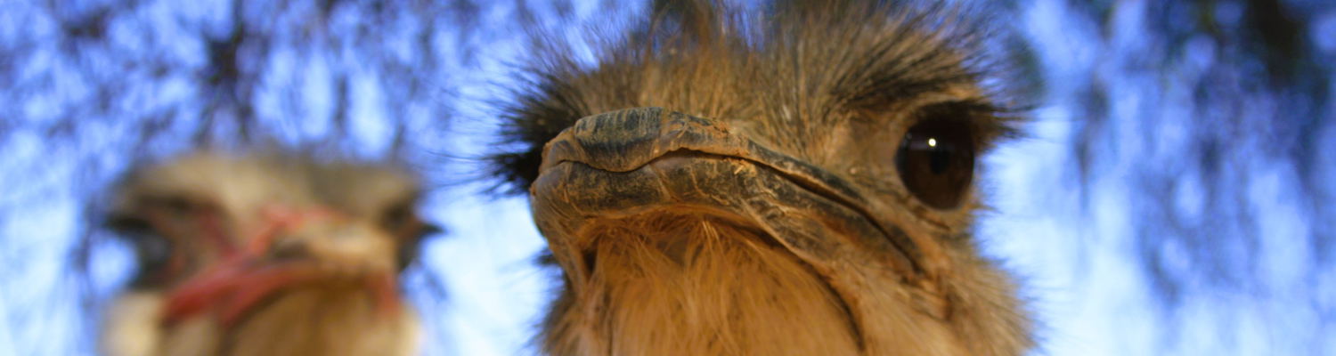 OUDTSHOORN OSTRICH CAPITAL