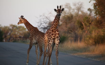 FROM KRUGERPARK TO CAPE TOWN