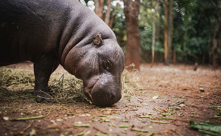 Discover Nature and Wildlife in Liberia