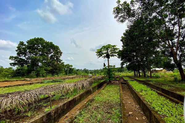 Farmers' Paradise at Wulki Farms