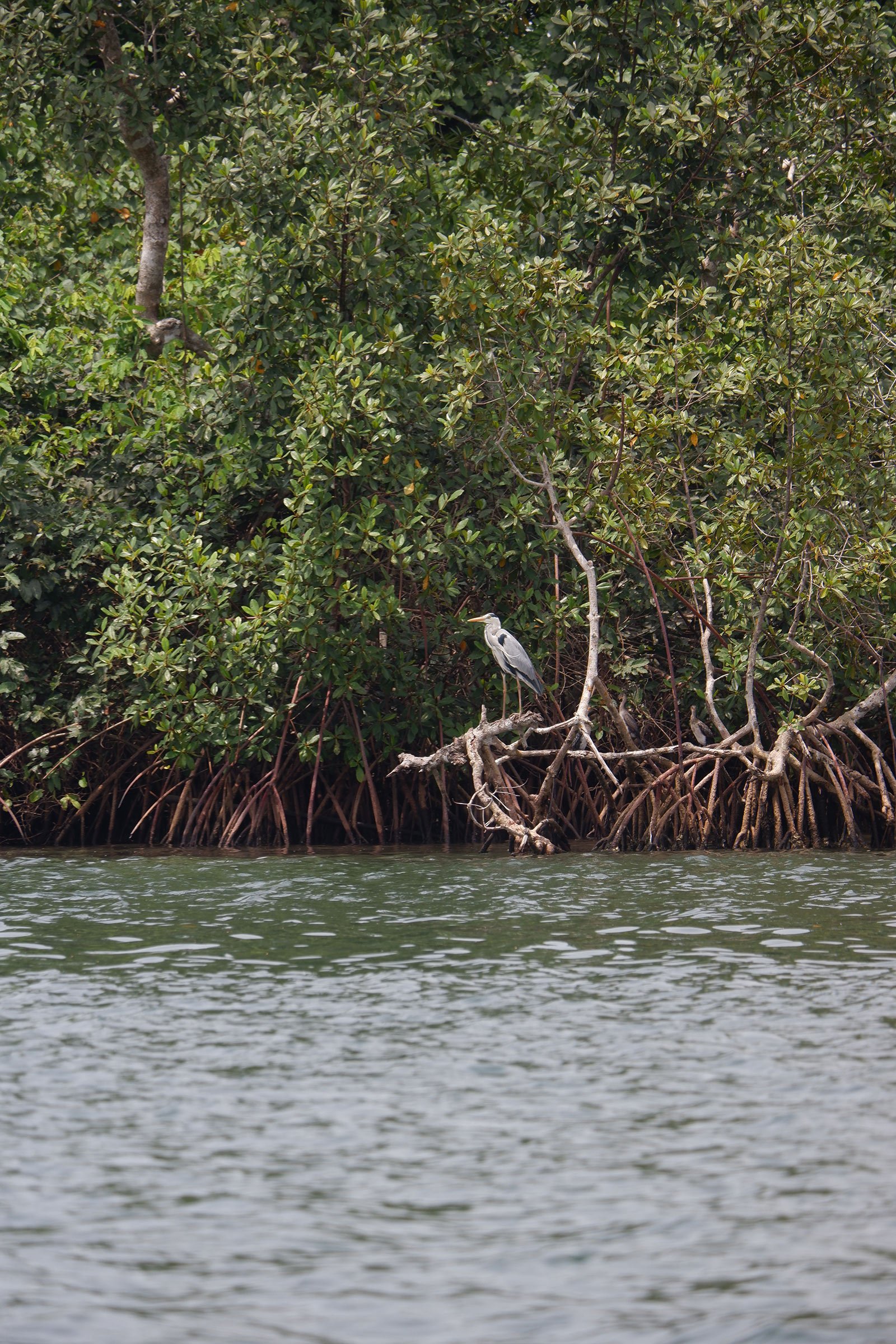 Birding